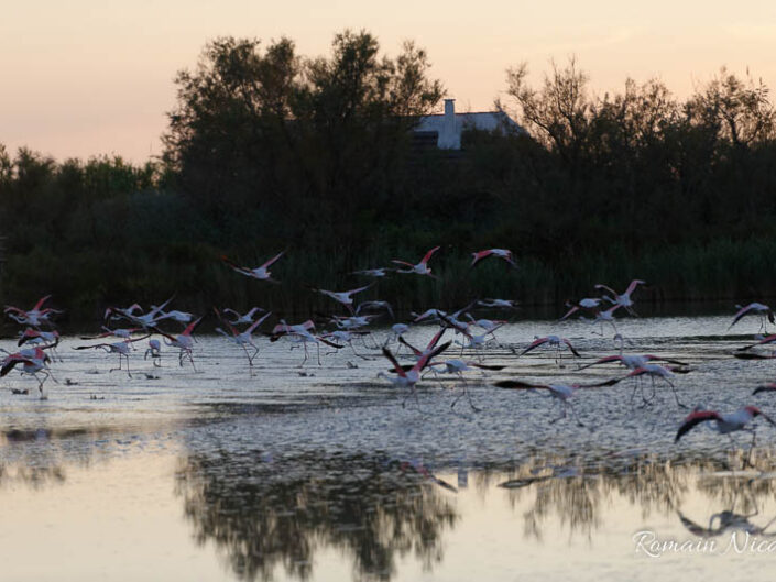 camargue-aguila_voyages-pont_de_gau