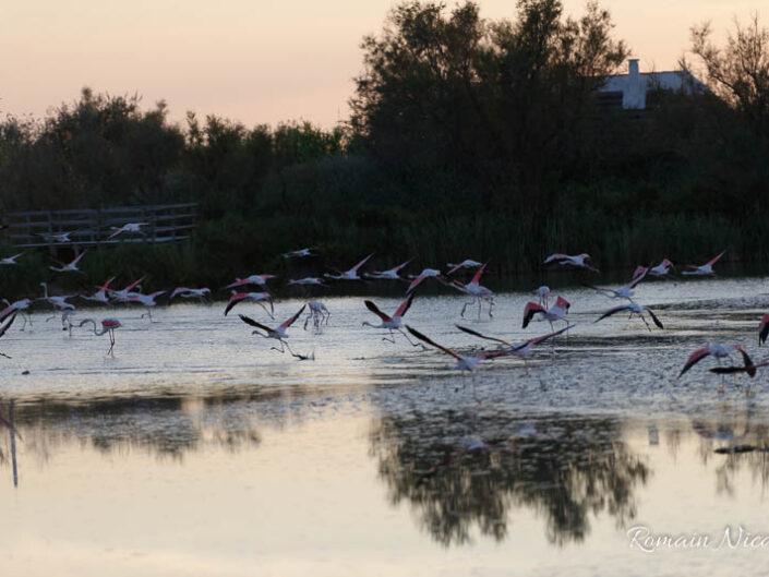 camargue-aguila_voyages-pont_de_gau