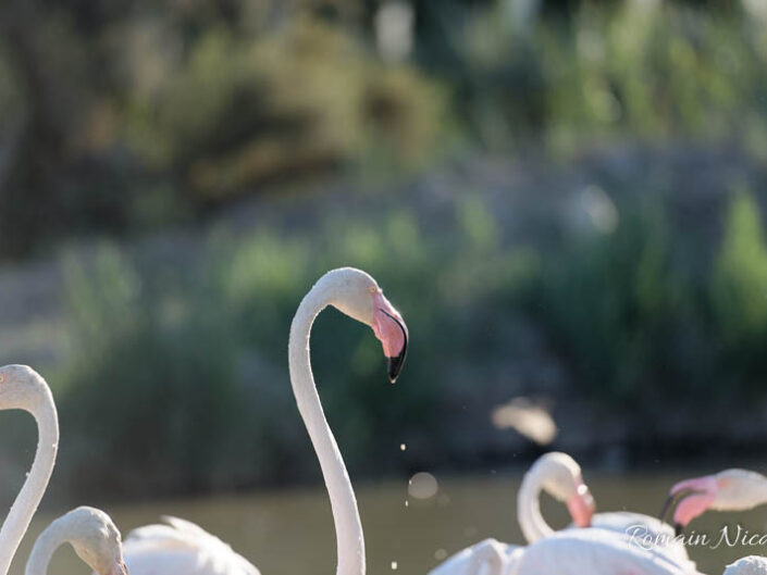 camargue-aguila_voyages-pont_de_gau