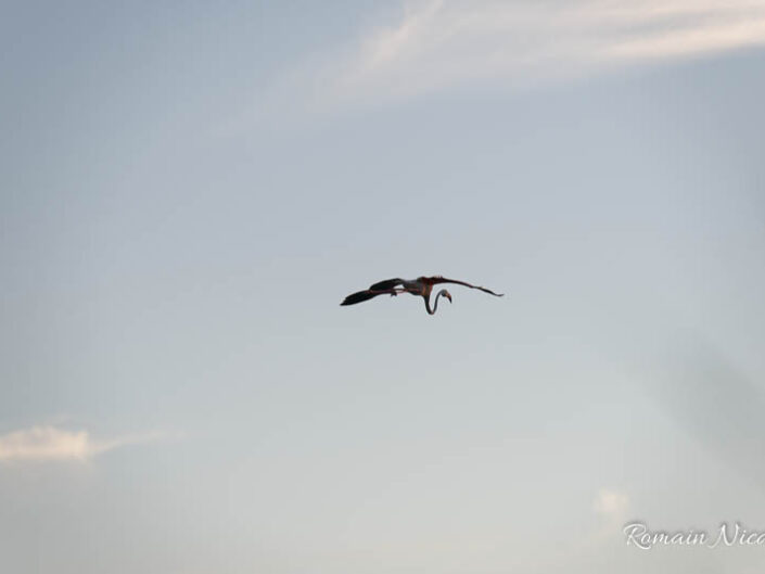 camargue-aguila_voyages-pont_de_gau