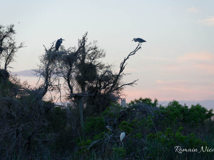 camargue-aguila_voyages-pont_de_gau