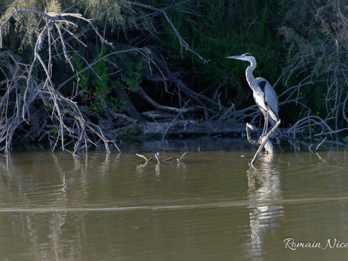 camargue-aguila_voyages-pont_de_gau