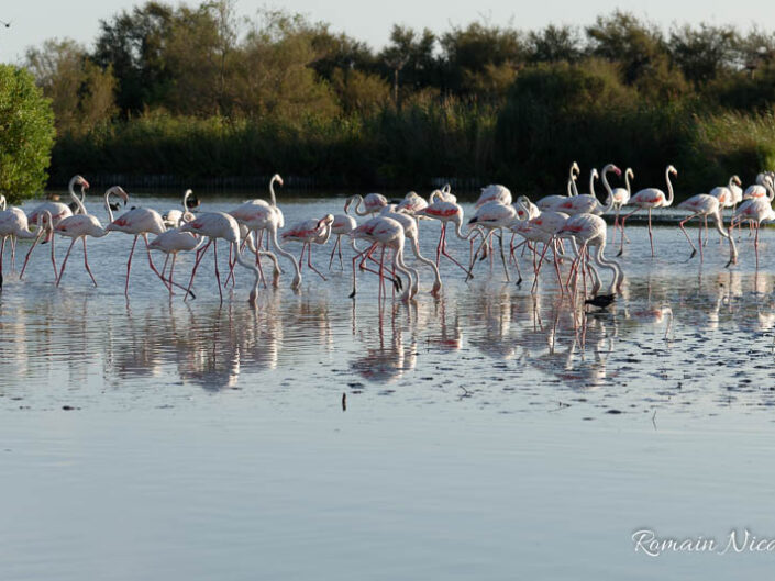 camargue-aguila_voyages-pont_de_gau