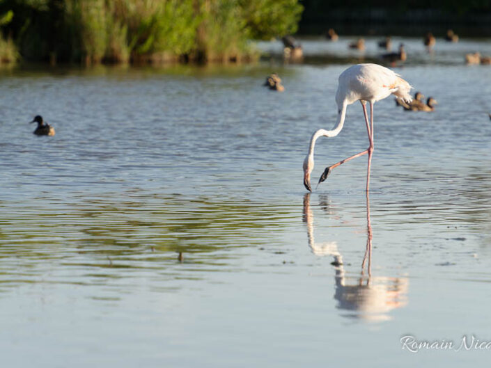 camargue-aguila_voyages-pont_de_gau