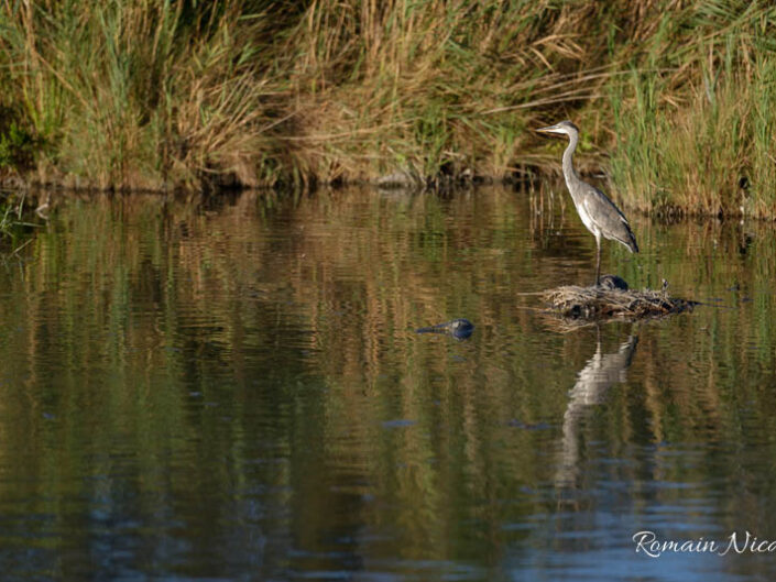 camargue-aguila_voyages-pont_de_gau