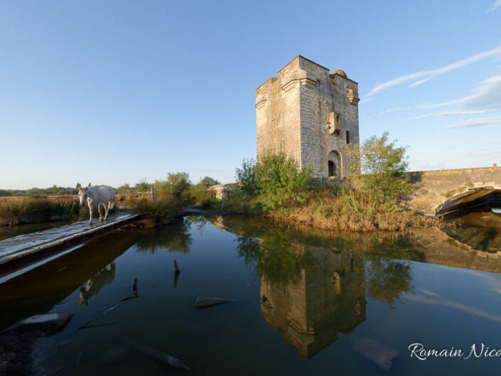 camargue-aguila_voyages-tour_carbonniere