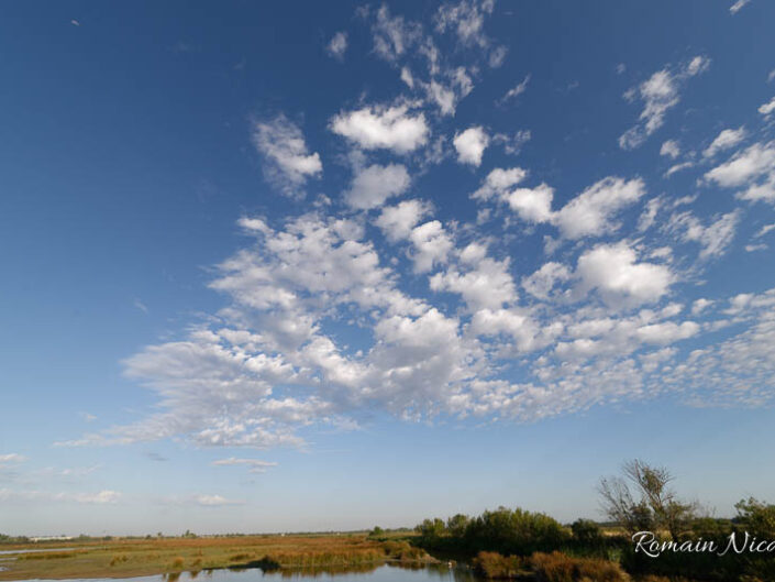 camargue-aguila_voyages-tour_carbonniere