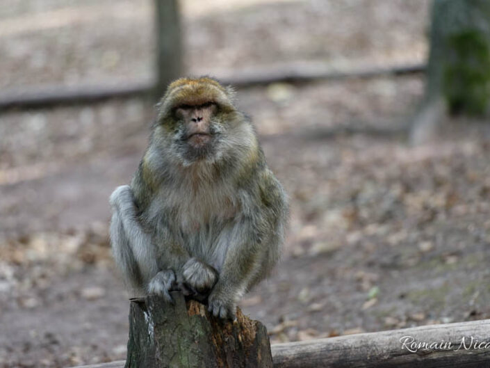 alsace-graine_de_photographe-la_montagne_des_singes