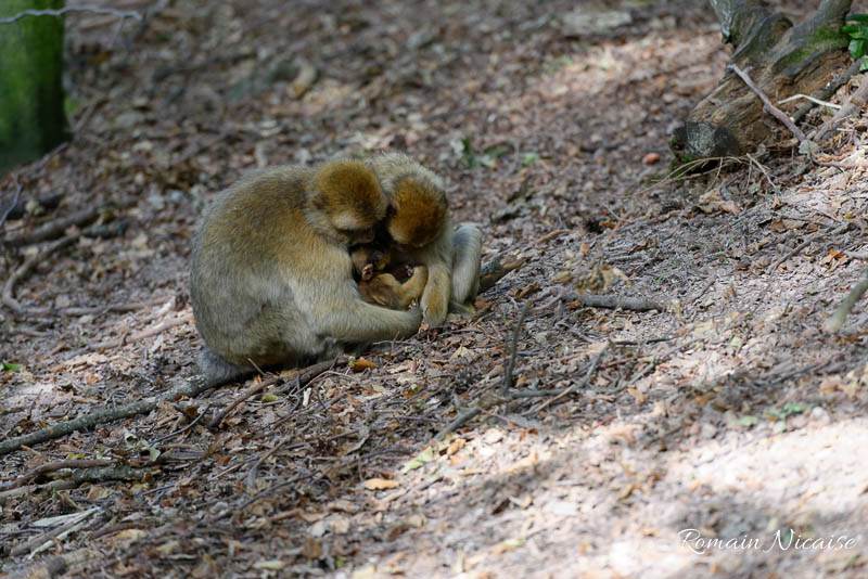alsace-graine_de_photographe-la_montagne_des_singes