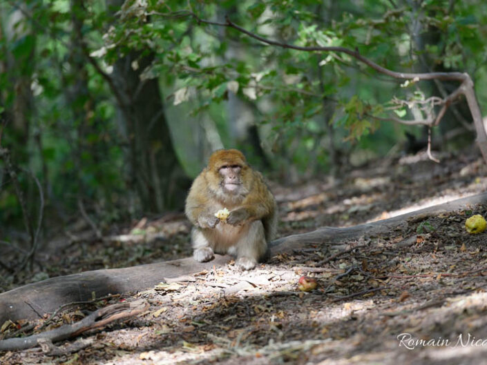 alsace-graine_de_photographe-la_montagne_des_singes