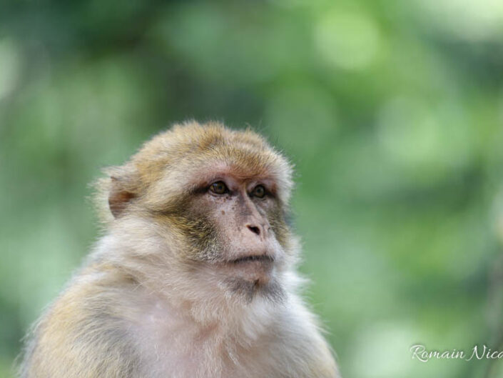 alsace-graine_de_photographe-la_montagne_des_singes