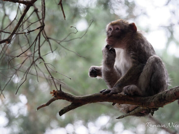 alsace-graine_de_photographe-la_montagne_des_singes