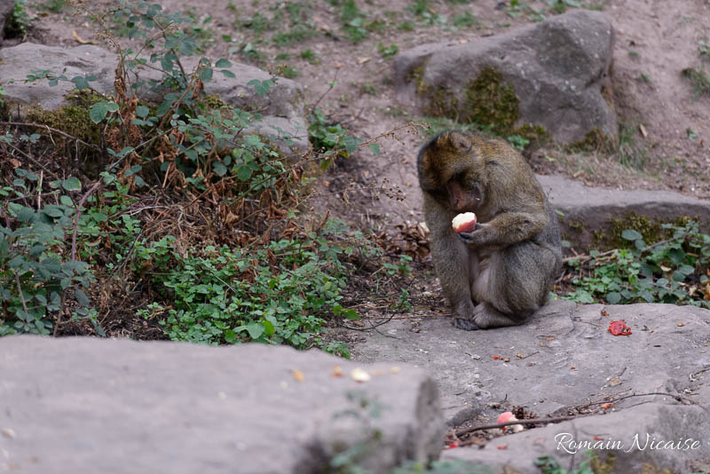 alsace-graine_de_photographe-la_montagne_des_singes