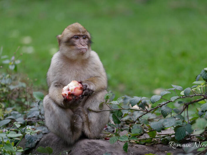 alsace-graine_de_photographe-la_montagne_des_singes