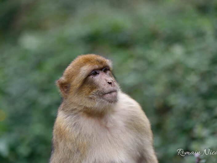 alsace-graine_de_photographe-la_montagne_des_singes