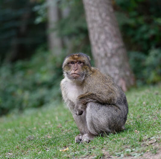 alsace-graine_de_photographe-la_montagne_des_singes