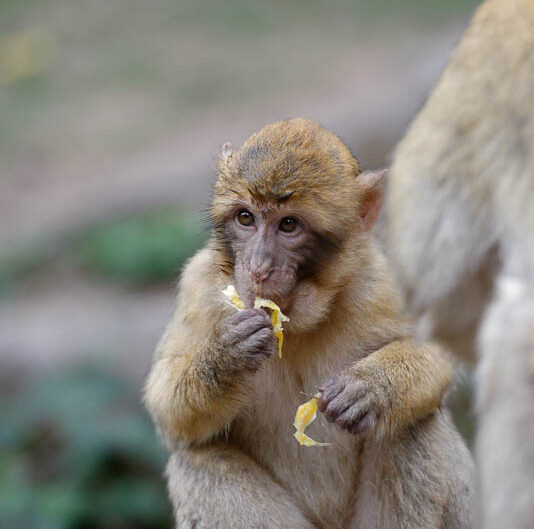 alsace-graine_de_photographe-la_montagne_des_singes