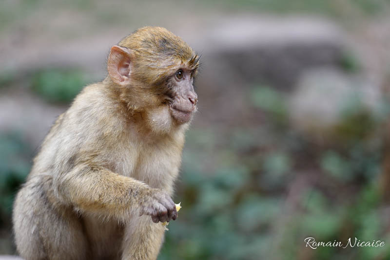 alsace-graine_de_photographe-la_montagne_des_singes