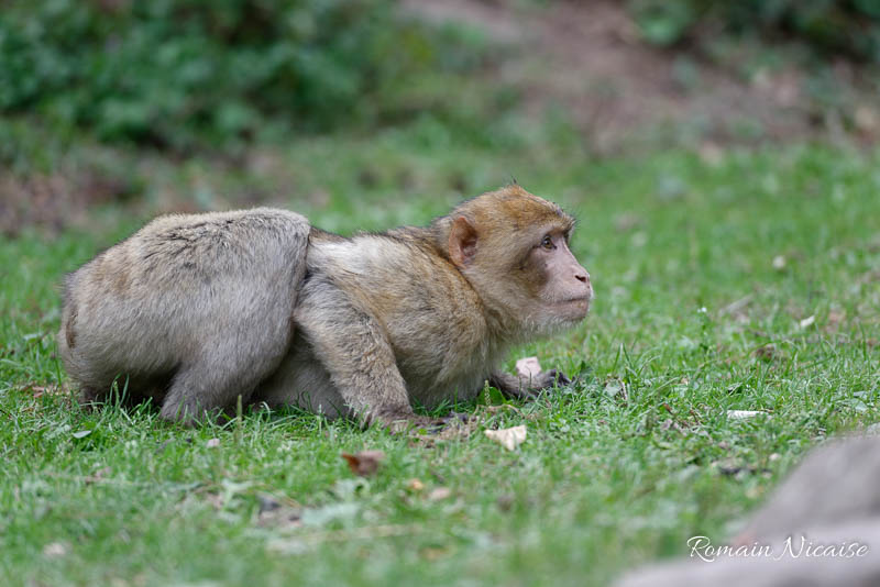 alsace-graine_de_photographe-la_montagne_des_singes