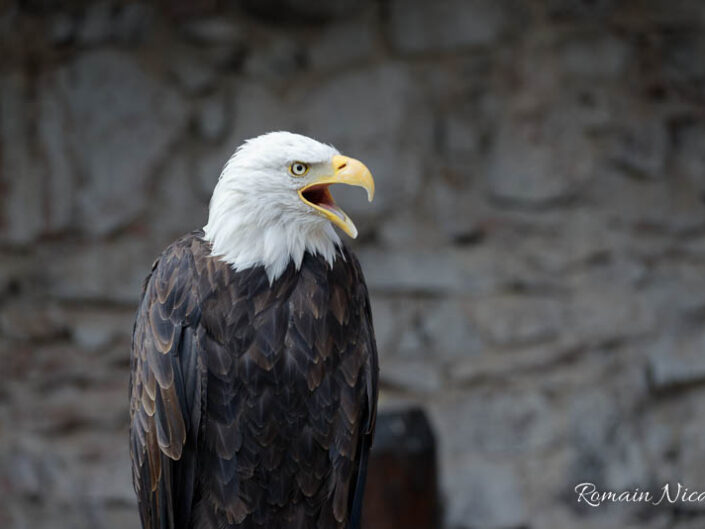 alsace-graine_de_photographe-la_volerie_des_aigles