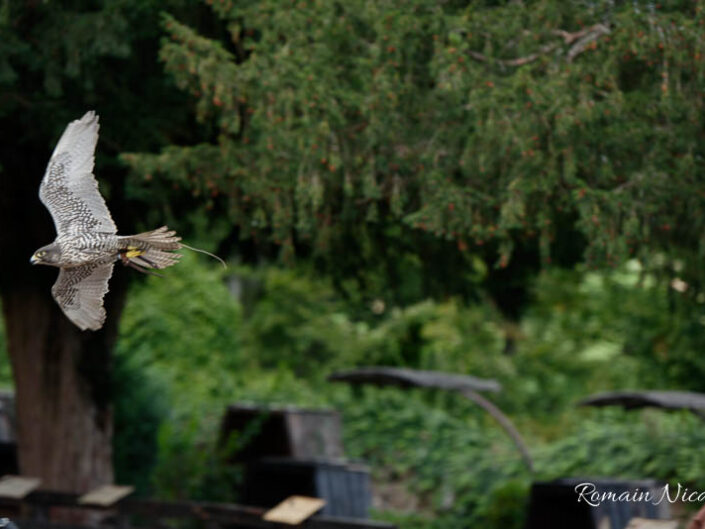 alsace-graine_de_photographe-la_volerie_des_aigles