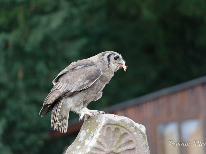 alsace-graine_de_photographe-la_volerie_des_aigles