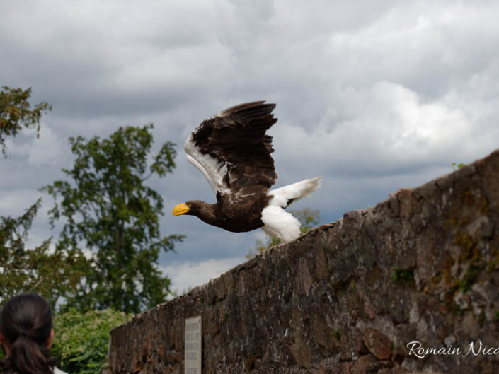 alsace-graine_de_photographe-la_volerie_des_aigles