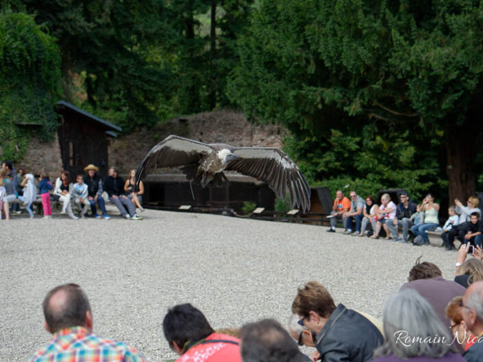 alsace-graine_de_photographe-la_volerie_des_aigles