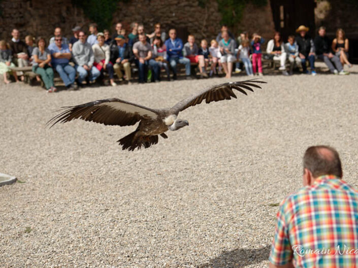 alsace-graine_de_photographe-la_volerie_des_aigles