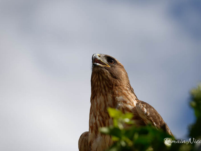 alsace-graine_de_photographe-la_volerie_des_aigles