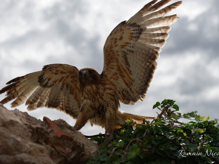 alsace-graine_de_photographe-la_volerie_des_aigles